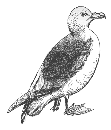 Иллюстрация к книге — Где кончается мир [i_046.jpg]