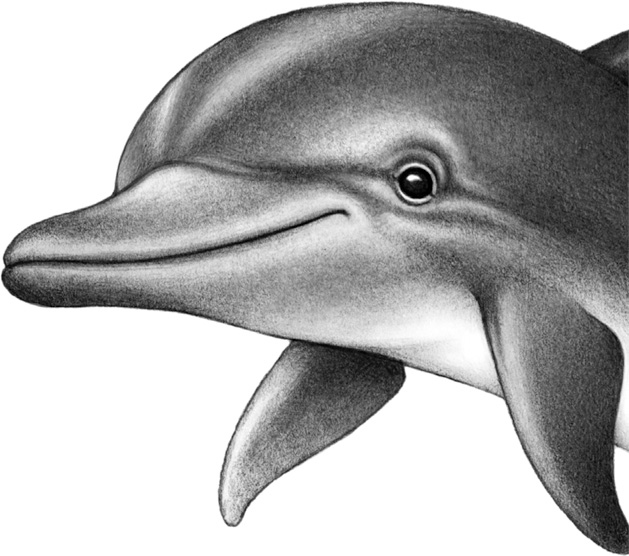 Иллюстрация к книге — Душа акулы [i_004.jpg]