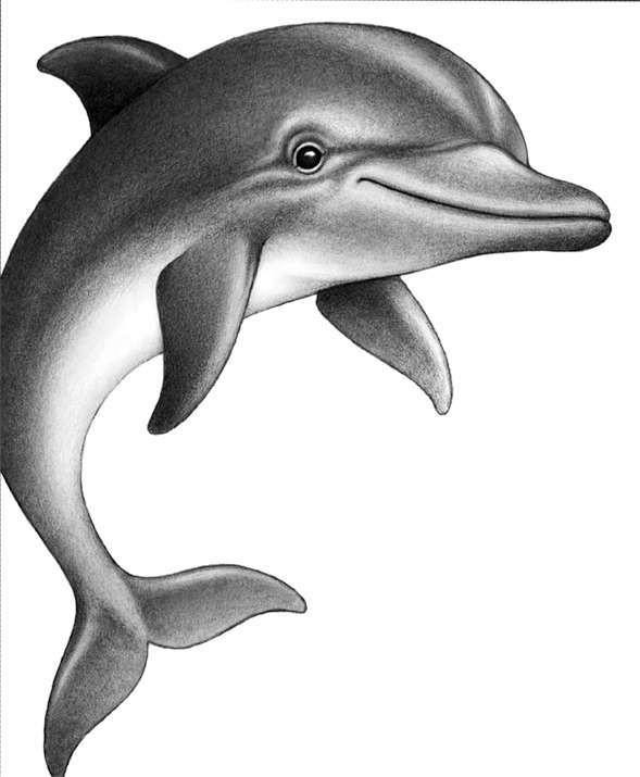 Иллюстрация к книге — Душа акулы [i_005.jpg]