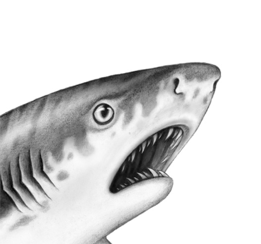 Иллюстрация к книге — Душа акулы [i_006.jpg]