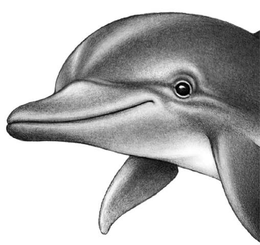 Иллюстрация к книге — Душа акулы [i_010.jpg]