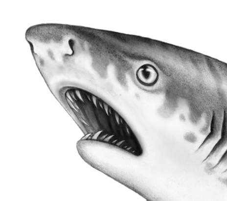 Иллюстрация к книге — Душа акулы [i_012.jpg]