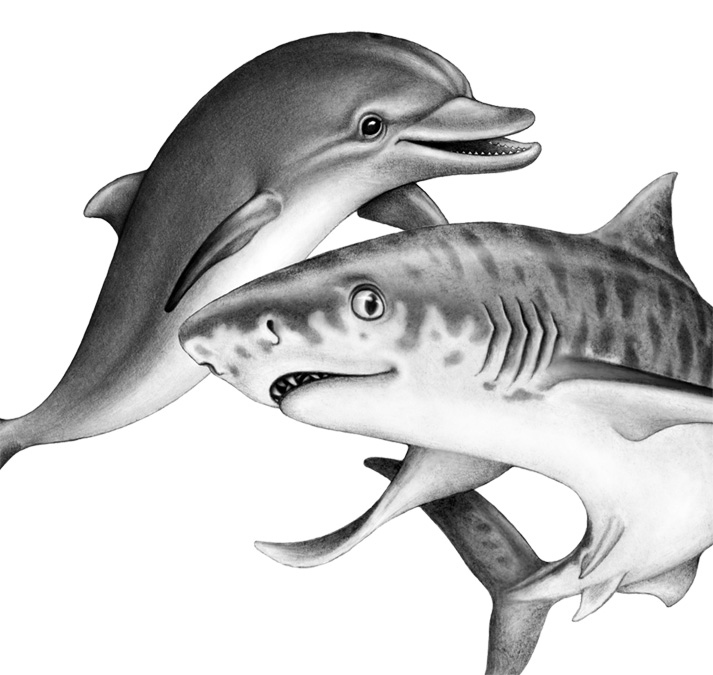 Иллюстрация к книге — Душа акулы [i_016.jpg]