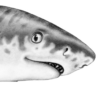 Иллюстрация к книге — Душа акулы [i_017.jpg]