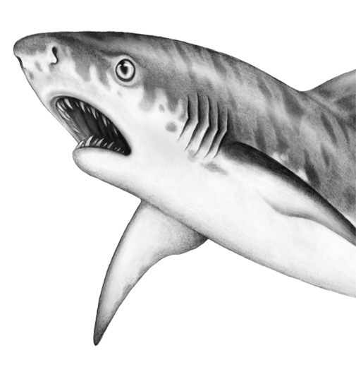 Иллюстрация к книге — Душа акулы [i_020.jpg]