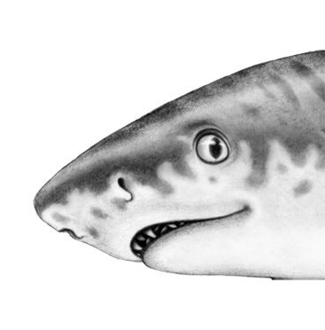 Иллюстрация к книге — Душа акулы [i_026.jpg]