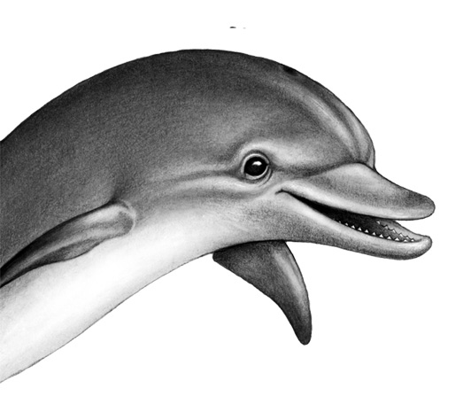 Иллюстрация к книге — Душа акулы [i_030.jpg]