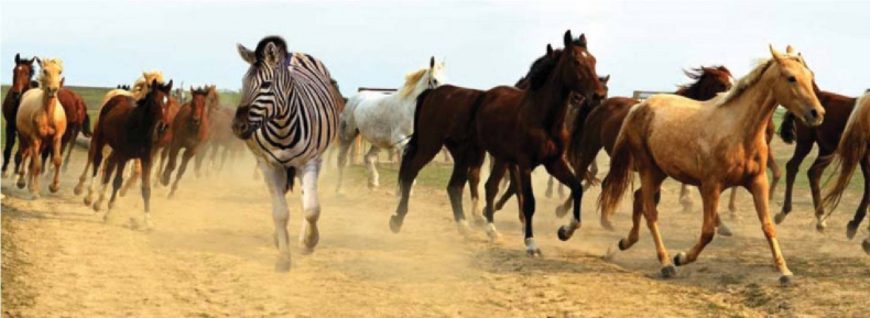 Иллюстрация к книге — Чёрная книга. Лучшее руководство для создания постоянного потока огромной прибыли в пиццериях и ресторанах [_13.jpg]