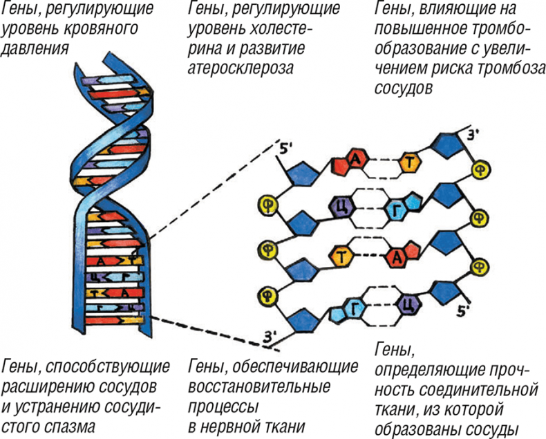 Иллюстрация к книге — Хрупкий мозг. Инсульту не быть? [img_21.jpg]