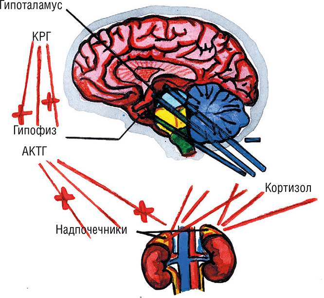 Иллюстрация к книге — Хрупкий мозг. Инсульту не быть? [img_24.jpg]