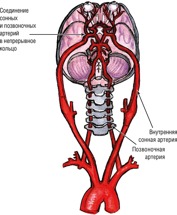 Иллюстрация к книге — Хрупкий мозг. Инсульту не быть? [img_7.jpg]