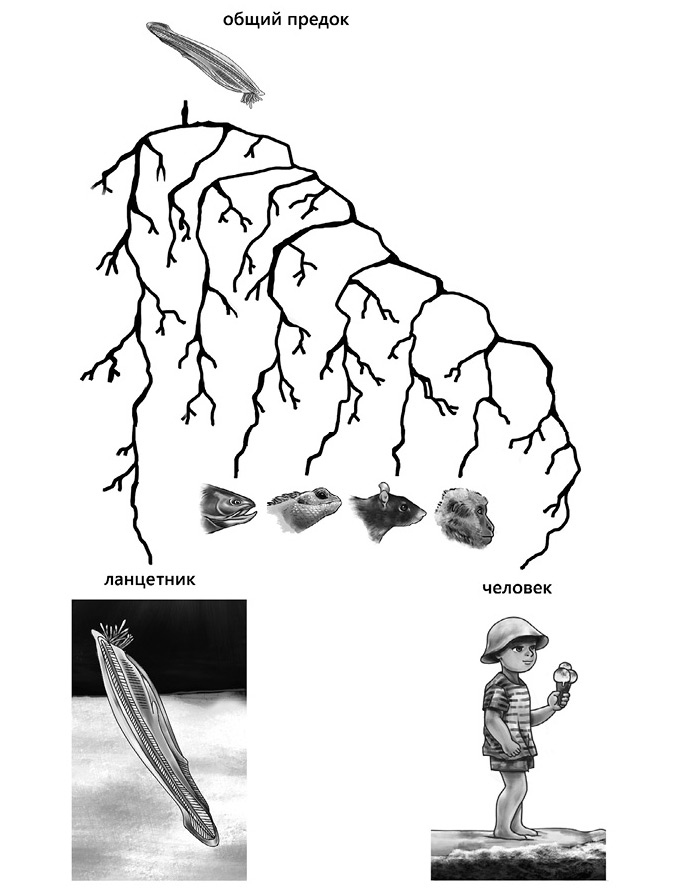 Иллюстрация к книге — Семь с половиной уроков о мозге. Почему мозг устроен не так, как мы думали [i_001.jpg]