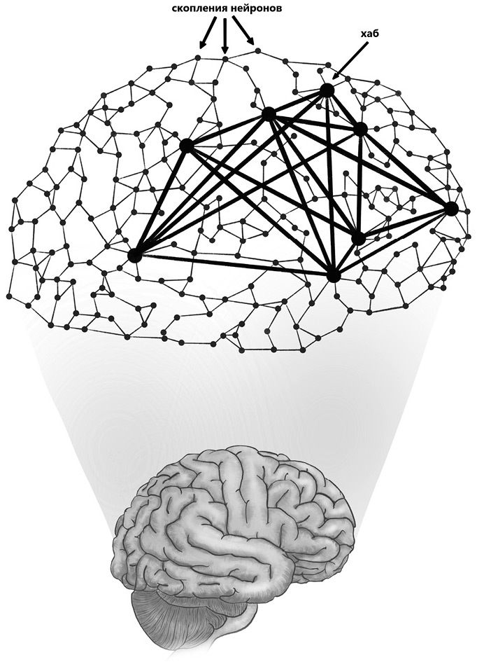 Иллюстрация к книге — Семь с половиной уроков о мозге. Почему мозг устроен не так, как мы думали [i_006.jpg]