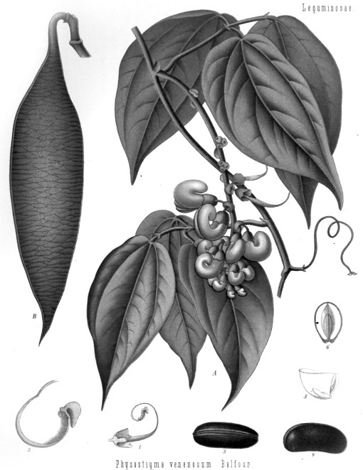 Иллюстрация к книге — Змей и Радуга. Удивительное путешествие гарвардского ученого в тайные общества гаитянского вуду, зомби и магии [i_006.jpg]