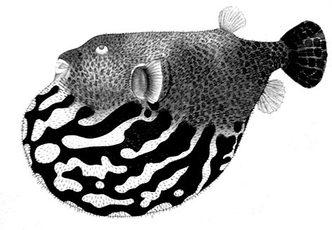 Иллюстрация к книге — Змей и Радуга. Удивительное путешествие гарвардского ученого в тайные общества гаитянского вуду, зомби и магии [i_013.jpg]