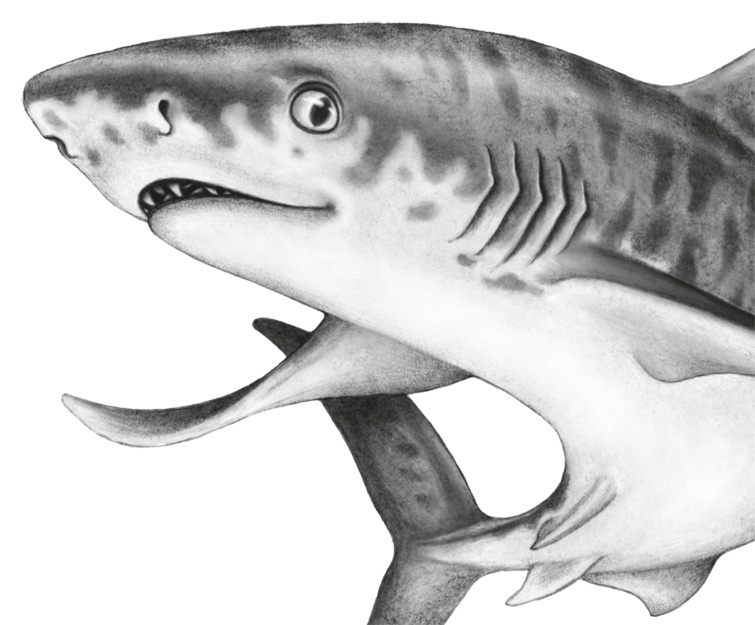 Иллюстрация к книге — Водный заговор [i_012.jpg]