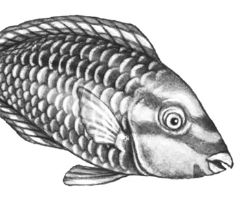 Иллюстрация к книге — Водный заговор [i_013.jpg]