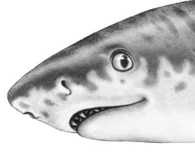 Иллюстрация к книге — Водный заговор [i_019.jpg]