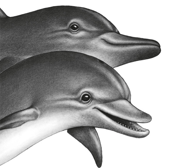 Иллюстрация к книге — Водный заговор [i_022.jpg]