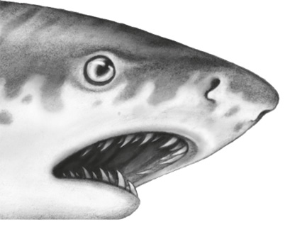 Иллюстрация к книге — Водный заговор [i_035.jpg]