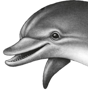 Иллюстрация к книге — Водный заговор [i_041.jpg]