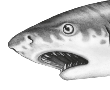 Иллюстрация к книге — Водный заговор [i_043.jpg]