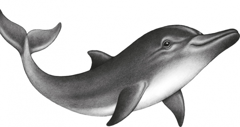 Иллюстрация к книге — Водный заговор [i_047.jpg]