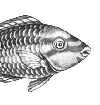 Иллюстрация к книге — Водный заговор [i_050.jpg]