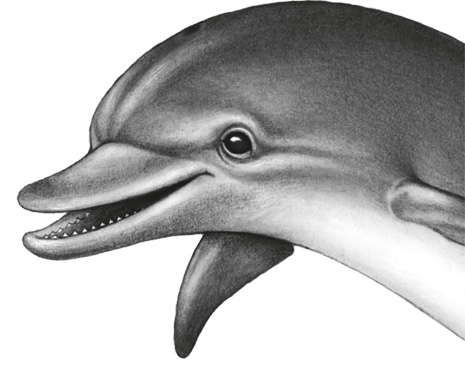 Иллюстрация к книге — Водный заговор [i_054.jpg]