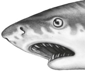 Иллюстрация к книге — Водный заговор [i_058.jpg]