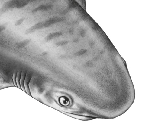 Иллюстрация к книге — Водный заговор [i_065.jpg]