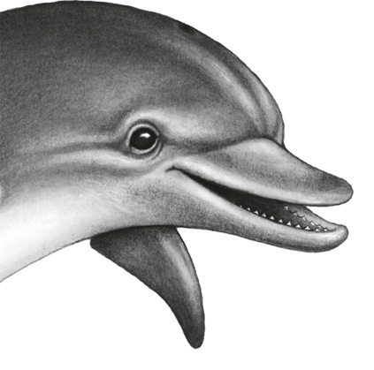 Иллюстрация к книге — Водный заговор [i_066.jpg]