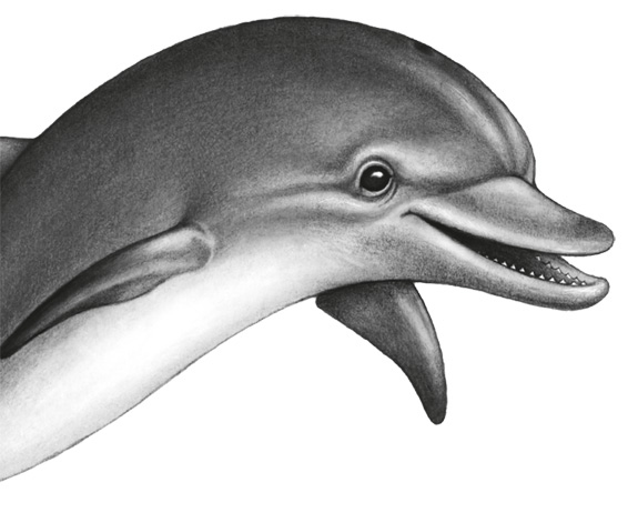 Иллюстрация к книге — Водный заговор [i_068.jpg]