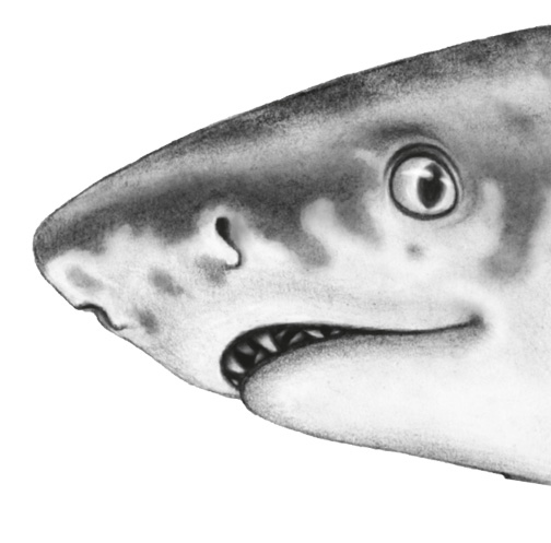 Иллюстрация к книге — Водный заговор [i_069.jpg]