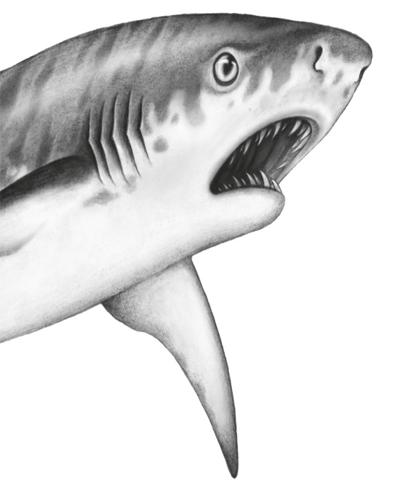 Иллюстрация к книге — Водный заговор [i_072.jpg]