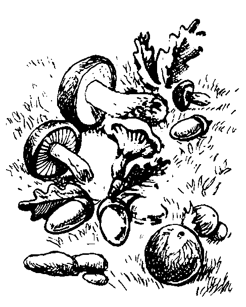 Иллюстрация к книге — Борьба за огонь [_21.jpg]