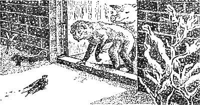 Иллюстрация к книге — Доктор Айболит [g11.jpg]