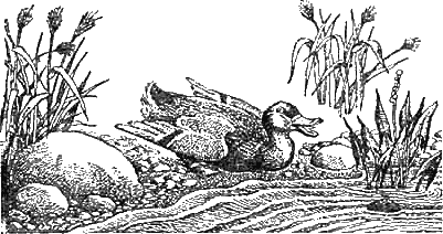 Иллюстрация к книге — Доктор Айболит [g37.jpg]