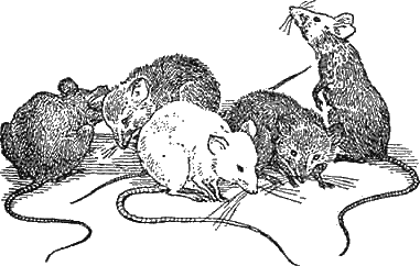 Иллюстрация к книге — Доктор Айболит [g80.jpg]