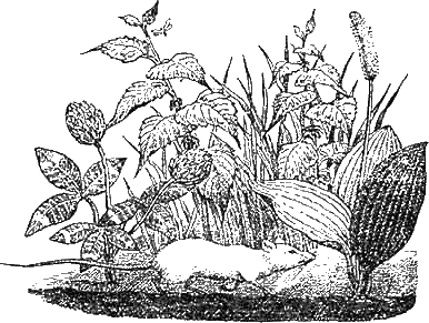 Иллюстрация к книге — Доктор Айболит [g88.jpg]