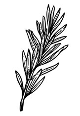 Иллюстрация к книге — Волшебное лето во Франции. Замки, фиалки и вишневый пирог [i_008.jpg]