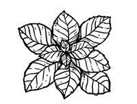 Иллюстрация к книге — Волшебное лето во Франции. Замки, фиалки и вишневый пирог [i_045.jpg]