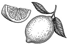 Иллюстрация к книге — Волшебное лето во Франции. Замки, фиалки и вишневый пирог [i_046.jpg]