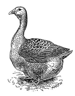 Иллюстрация к книге — Волшебное лето во Франции. Замки, фиалки и вишневый пирог [i_050.jpg]