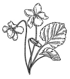 Иллюстрация к книге — Волшебное лето во Франции. Замки, фиалки и вишневый пирог [i_097.jpg]