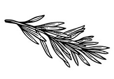 Иллюстрация к книге — Волшебное лето во Франции. Замки, фиалки и вишневый пирог [i_105.jpg]