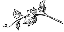 Иллюстрация к книге — Волшебное лето во Франции. Замки, фиалки и вишневый пирог [i_195.jpg]