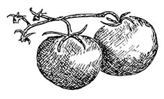 Иллюстрация к книге — Волшебное лето во Франции. Замки, фиалки и вишневый пирог [i_205.jpg]