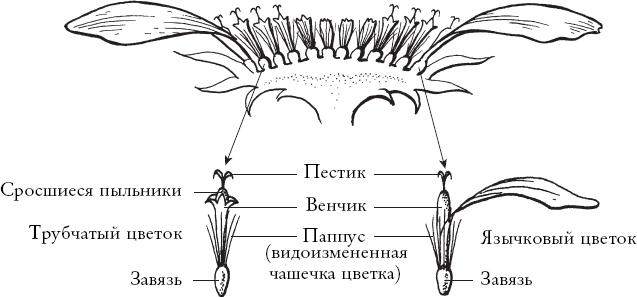 Иллюстрация к книге — Путь розы. Внутри цветочного бизнеса. Как выводят и продают цветы, которые не сумела создать природа [i_004.jpg]