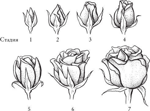 Иллюстрация к книге — Путь розы. Внутри цветочного бизнеса. Как выводят и продают цветы, которые не сумела создать природа [i_006.jpg]